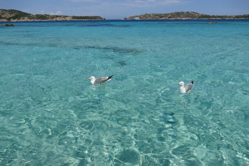 Gabbiani nell’acqua cristallina dell’arcipelago della Maddalena