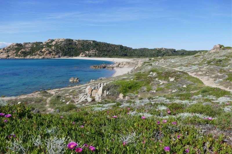 Spiaggia di Monti Russu con sentiero nella macchia mediterranea e mare turchese nel Nord Sardegna